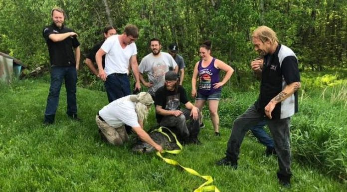 Jacaré obeso e com ‘artrite terrível’ foge misteriosamente de zoológico – Notícias