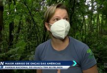 Maior abrigo de onças das américas: Parque Nacional do Iguaçu tem 50 felinos