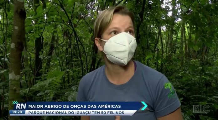 Maior abrigo de onças das américas: Parque Nacional do Iguaçu tem 50 felinos