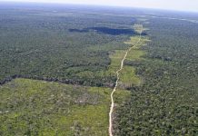 Ministério do Meio Ambiente diz que dados de desmatamento não refletem combate realizado nos últimos meses