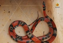 PMDF resgata animais silvestres em vários pontos da capital. Veja imagens