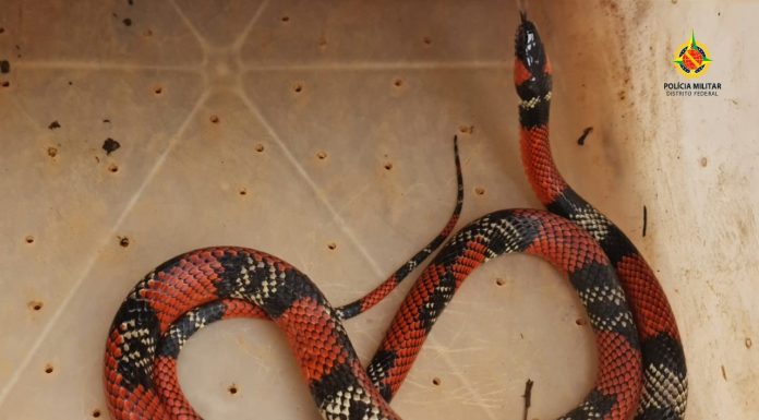 PMDF resgata animais silvestres em vários pontos da capital. Veja imagens