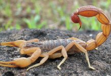Tempestade causa infestação de escorpiões mortais em cidade do Egito