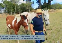 Uai, Bicho: conheça um encantador de cavalos de Extrema (MG)