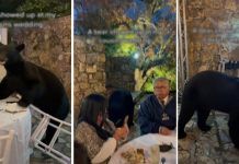 Urso penetra invade casamento, destrói decoração e é expulso – Notícias