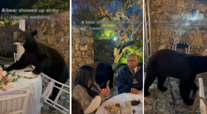 Urso penetra invade casamento, destrói decoração e é expulso – Notícias