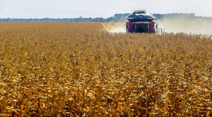 Agronegócio perde protagonismo no PIB deste ano, mas deve ser o motor econômico em 2022