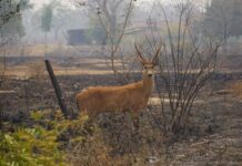 Pantanal: 17 milhões de animais morreram em queimadas em 2020, diz pesquisa
