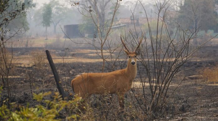 Pantanal: 17 milhões de animais morreram em queimadas em 2020, diz pesquisa