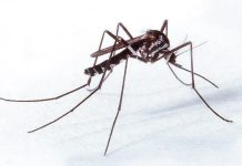 Santa Catarina registra mais de 130 casos de febre amarela; macaco morre com a doença