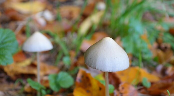 Canadá aprova cogumelos e MDMA para uso medicinal