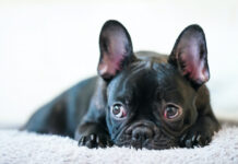 Cão deixado em carro fechado por 3 horas é resgatado pela polícia em Santa Catarina