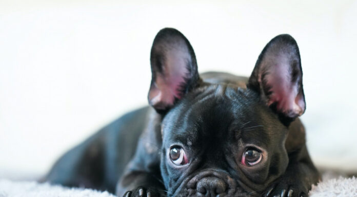 Cão deixado em carro fechado por 3 horas é resgatado pela polícia em Santa Catarina