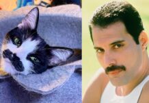 Gato com ‘bigode’ de Freddie Mercury viraliza nas redes sociais