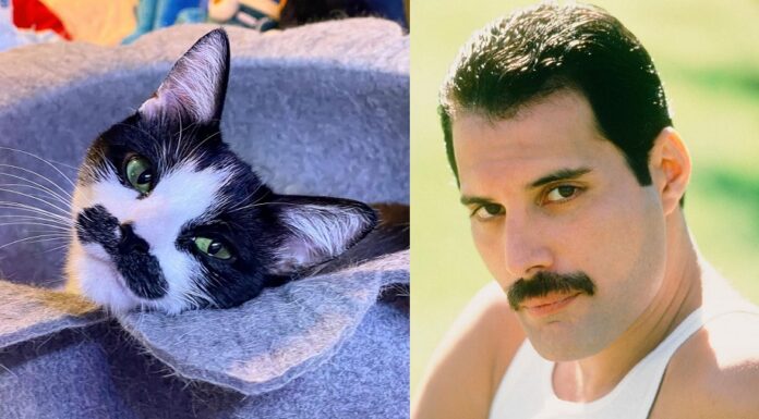 Gato com ‘bigode’ de Freddie Mercury viraliza nas redes sociais