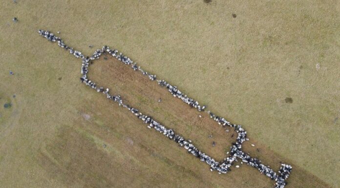 Ovelhas formam ‘seringa gigante’ para promover vacinação na Alemanha