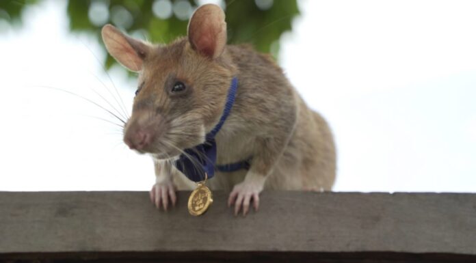 Rato farejador de minas terrestres no Camboja morre aos oito anos